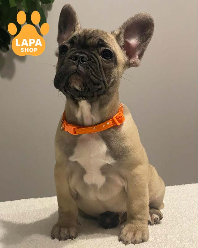 палевий французький бульдог