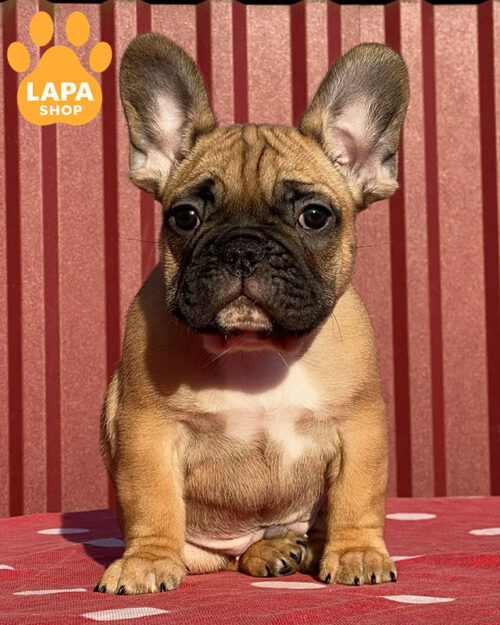 fawn French bulldog
