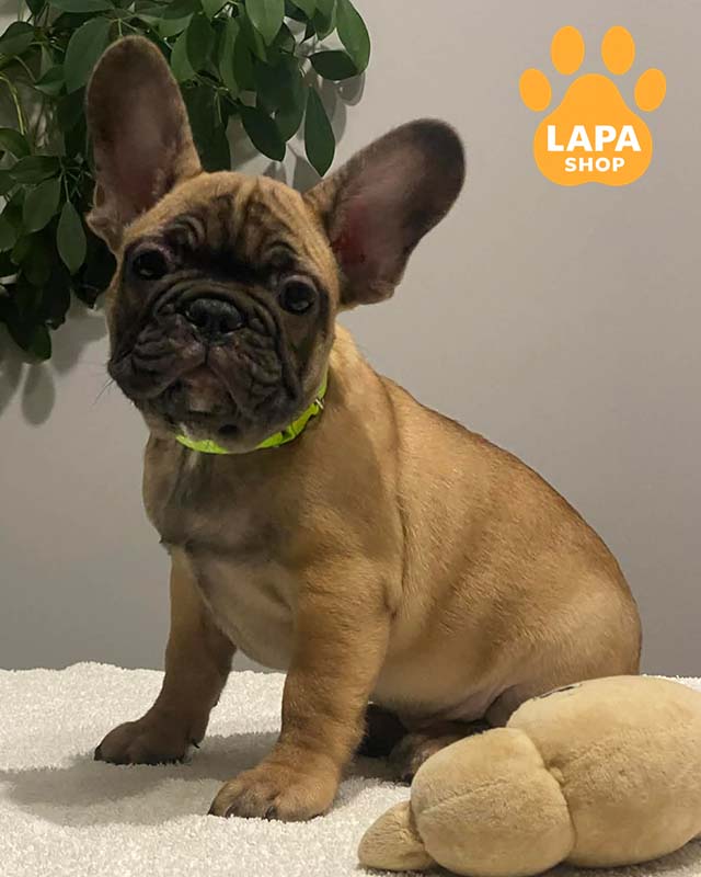 палевий французький бульдог