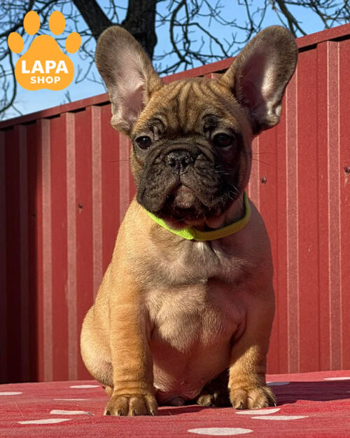 палевий французький бульдог
