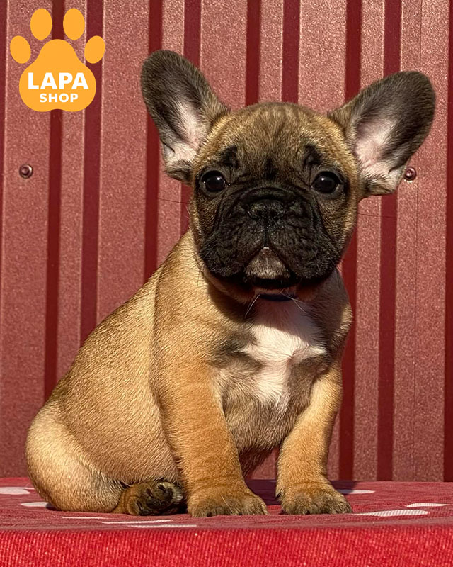 палевий французький бульдог