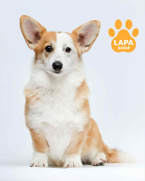 рыже-белый вельш корги пемброк