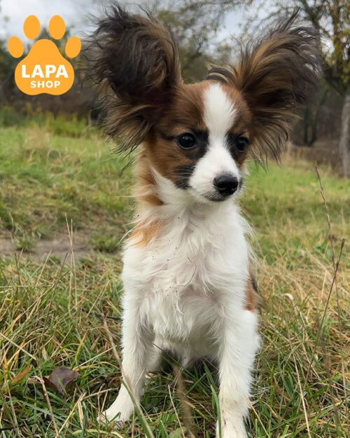 белый соболиный папилон