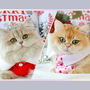 Элегантный британский красавчик Qadri нежного окраса parents 2