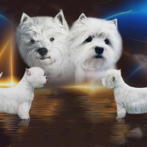 Очаровательная белая леди породы вест хайленд вайт терьер ждет свою семью parents 3