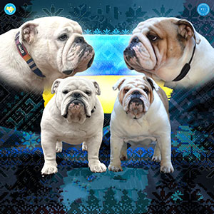 Cheremshyna – красивая леди породы английский бульдог рыже-белого окраса parents 4