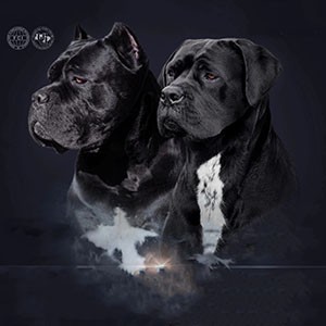 Ares — чорний хлопчик породи кане корсо parents 8