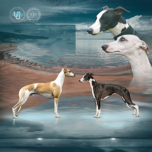 Величний хлопчик Brizo породи уіппет біло-чорного забарвлення parents 9