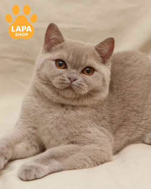 британская короткошерстная окраса фавн