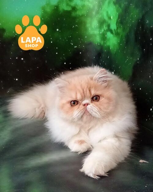 кремова перська кішка