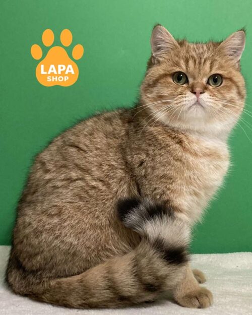 золотий скотіш-страйт