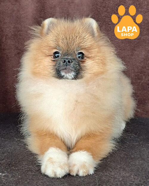 померанський шпіц забарвлення оранж соболь