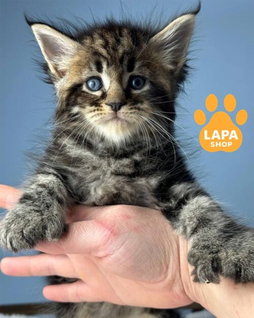 мейн-кун полидакт