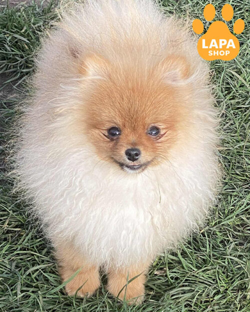 рыжий померанский шпиц