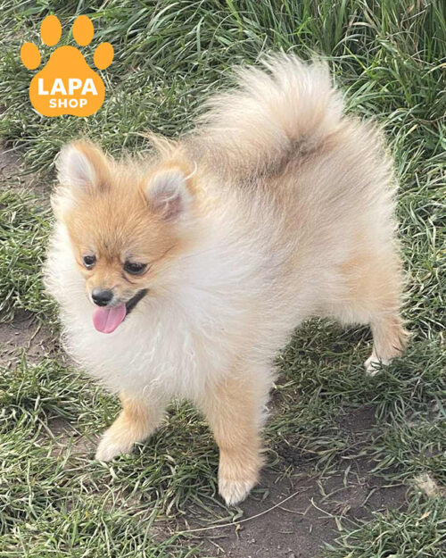 рыжий померанский шпиц