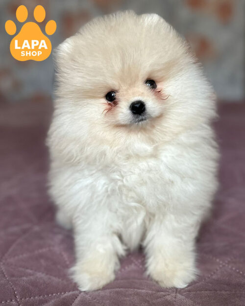 кремовий померанський шпіц