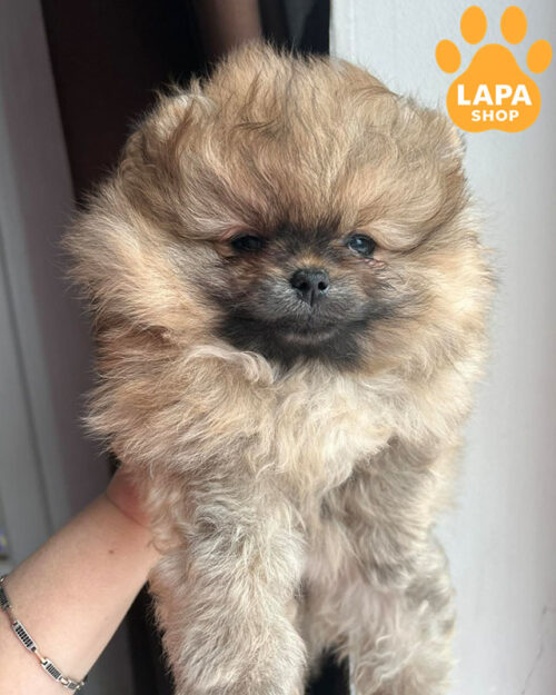 померанський шпіц забарвлення оранж