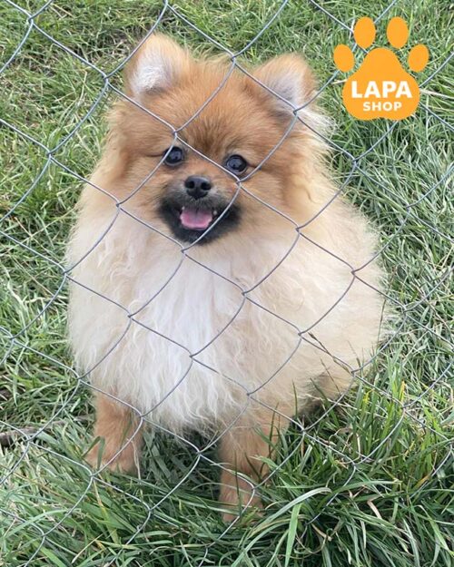 рыжий померанский шпиц