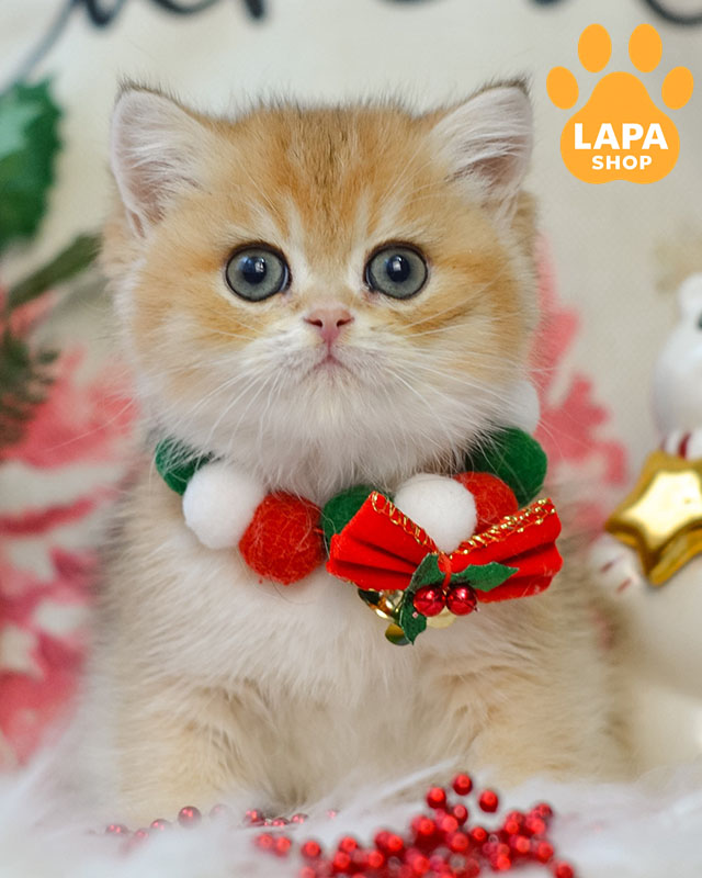 черная золотая британская короткошерстная