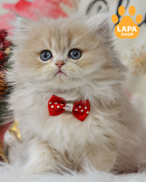 blue gold british longhair