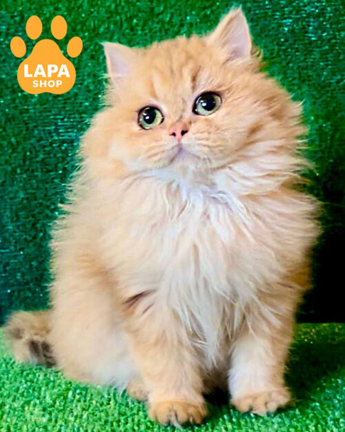 чорна золота британська довгошерста