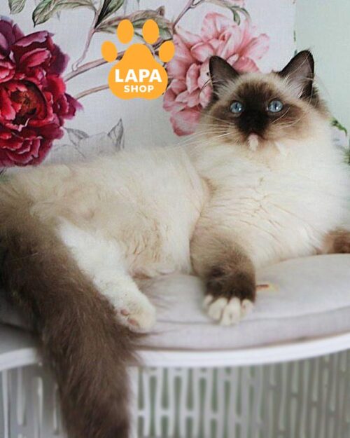 регдол забарвленням сіл міттед