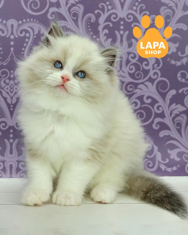 кошка рэгдолл