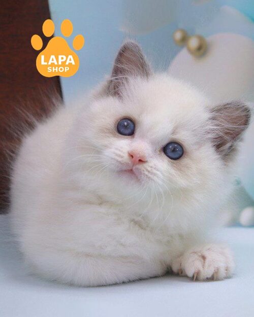 біколорний регдол