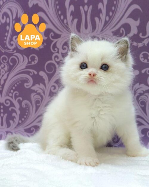 біколорний регдол