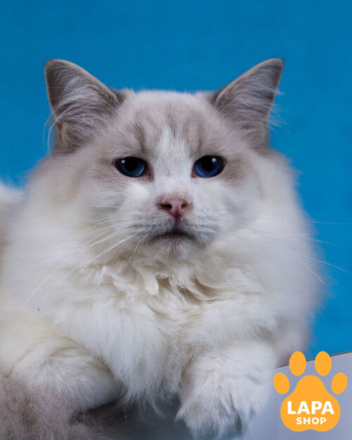 кошка рэгдолл