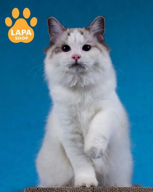 кошка рэгдолл