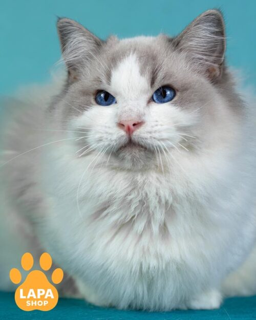 котик регдол