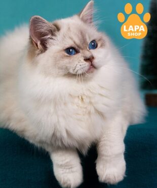 кошка рэгдолл