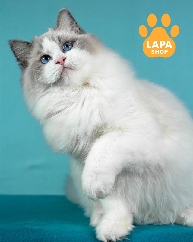 котик регдол