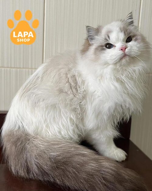 біколорний регдол