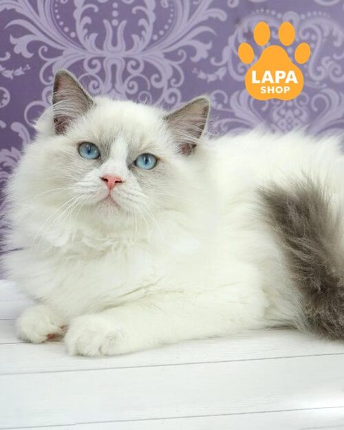 котик рэгдолл