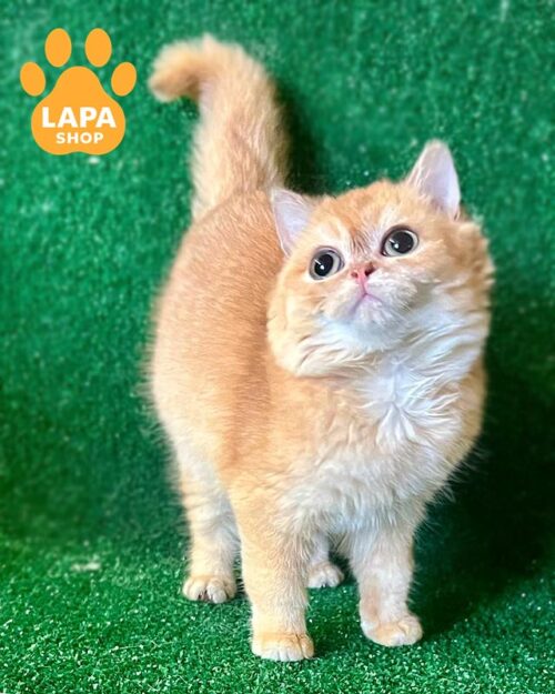 Ramira — елегантна короткошерста британська кішечка