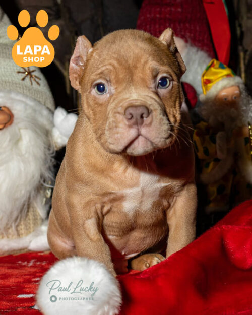 кремовий американський буллі