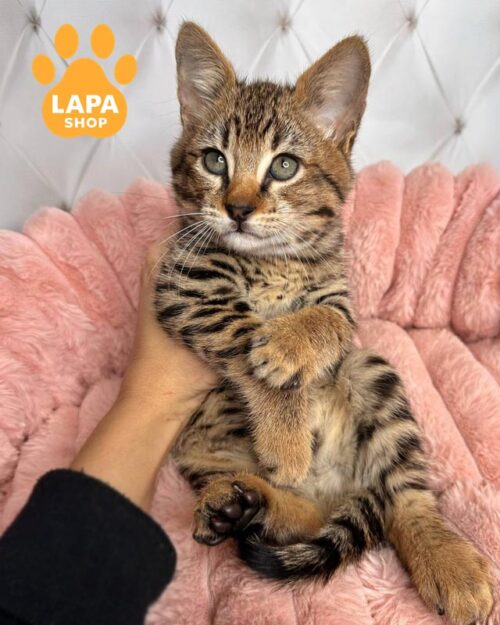 котенок саванна F2 <br><br>