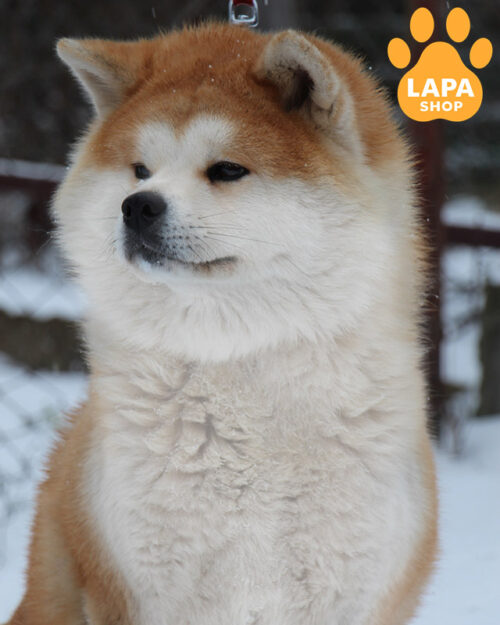 рудо-білий акіта-іну