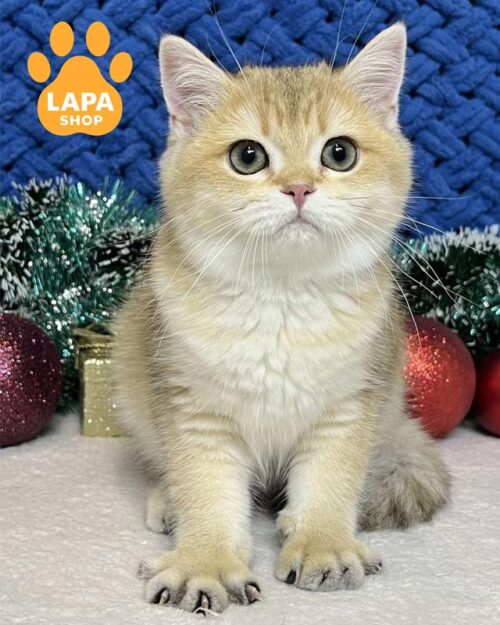 золота шотланська кішка