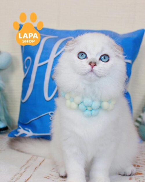 сріблястий хайленд-фолд