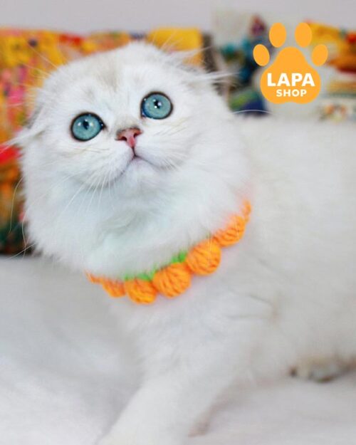 кішка хайленд-фолд