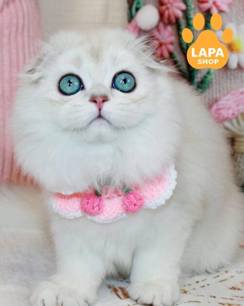 Catalonia — розкішна висловуха довгошерста красуня з ефектними смарагдовими очима та рідкісним забарвленням