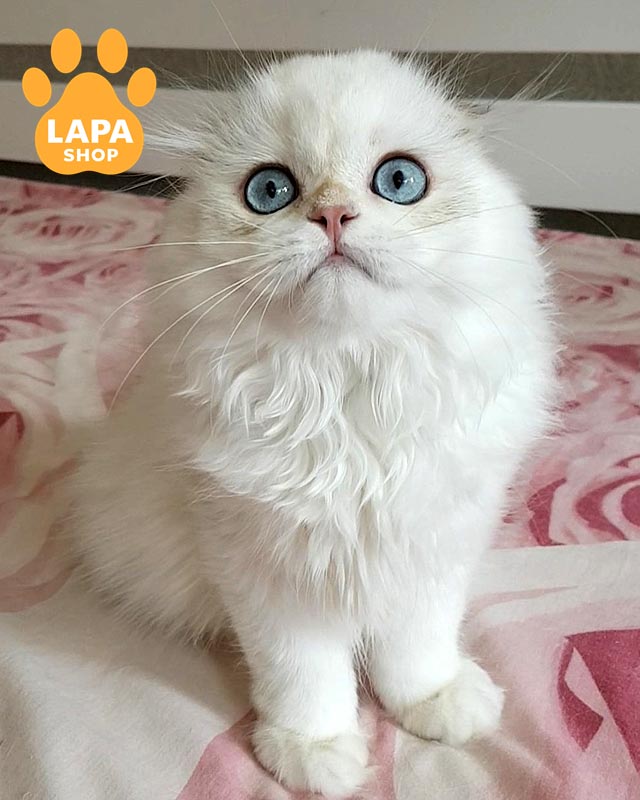 длинношерстный вислоухий шотландец