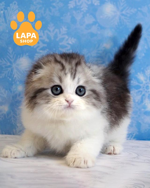 серебристо-мраморный хайленд-фолд