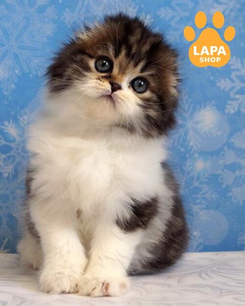 мраморно-белый хайленд-фолд <br> <br> <br>