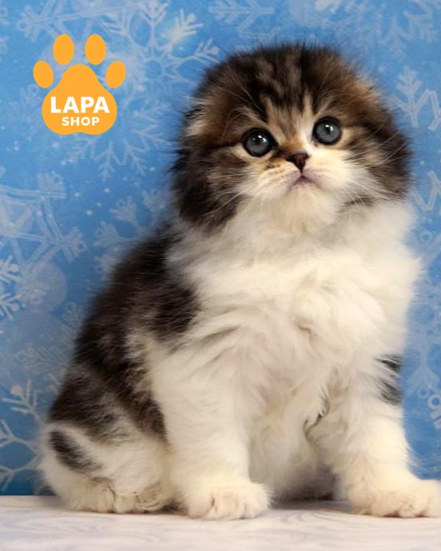 мармурово-білий хайленд-фолд