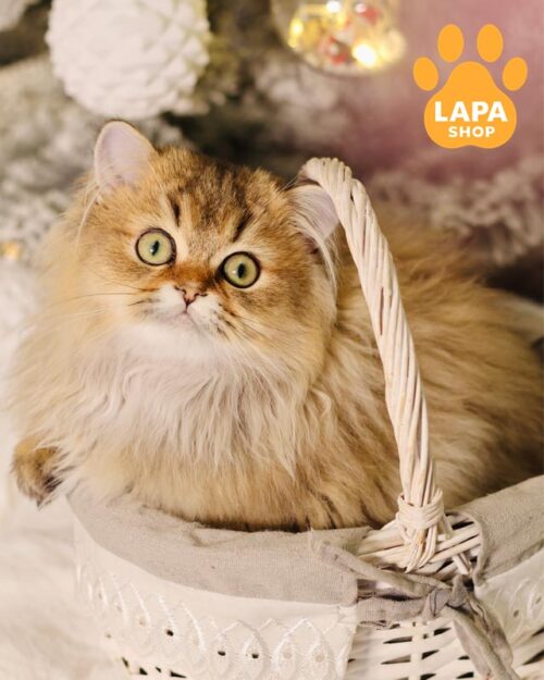 довгшерстий шотландець