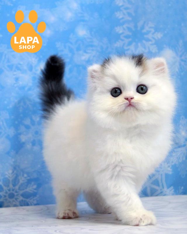 кошка хайленд-страйт <br> <br> <br>